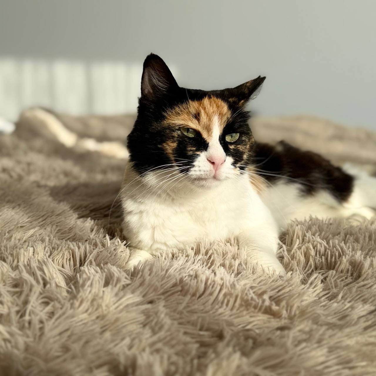 Кошка