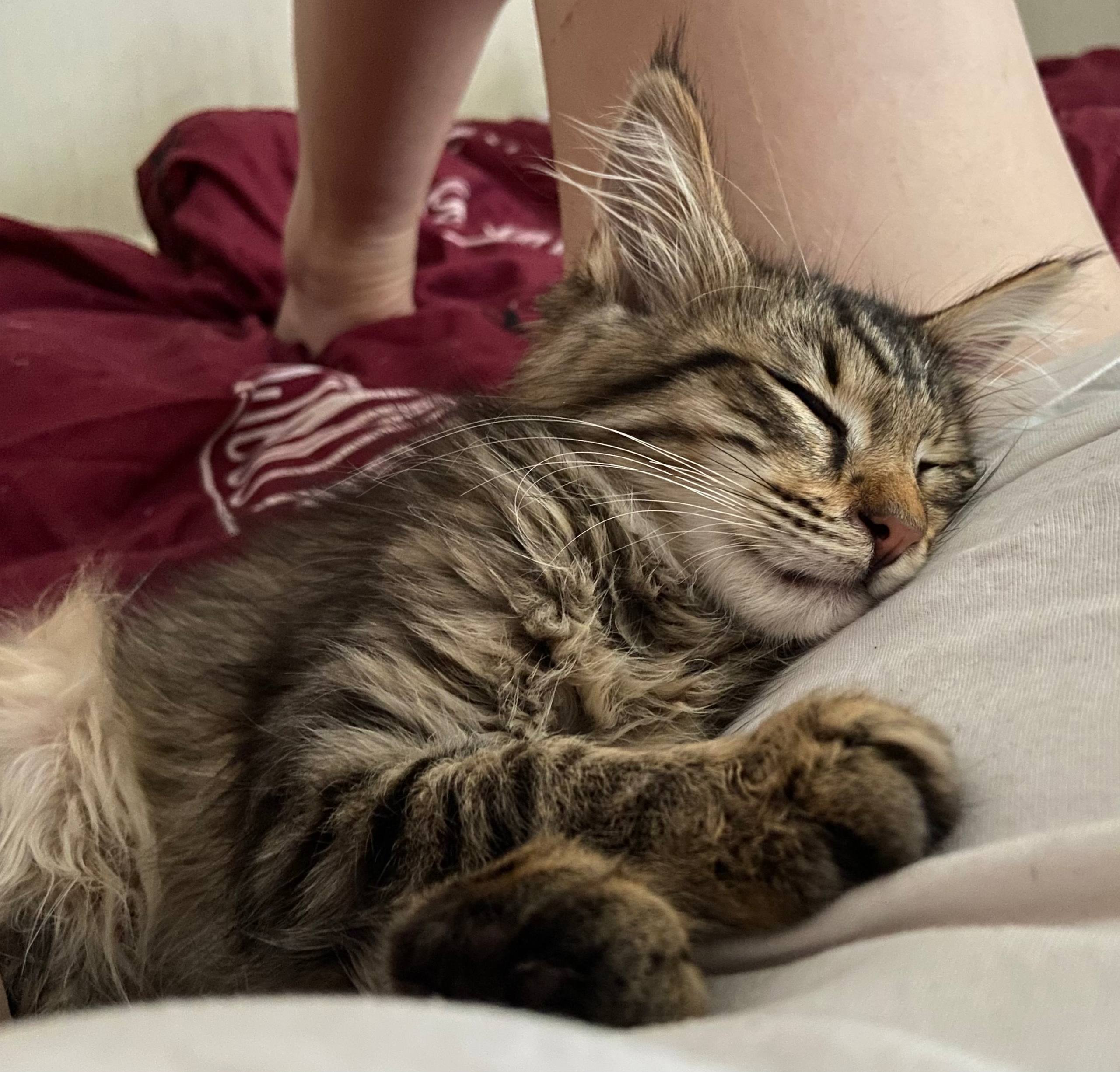 Котенок Чешир