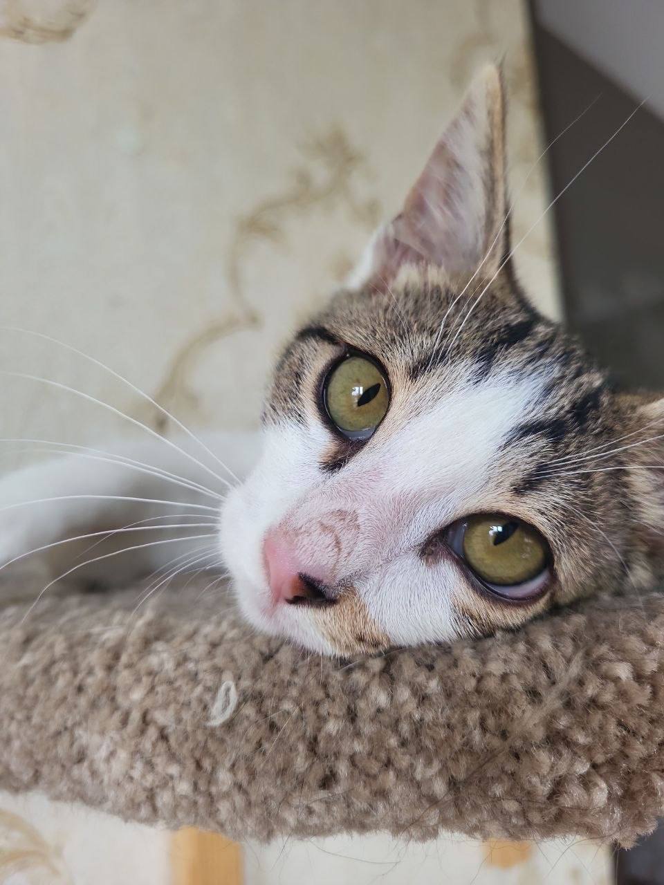 Котенок Космо