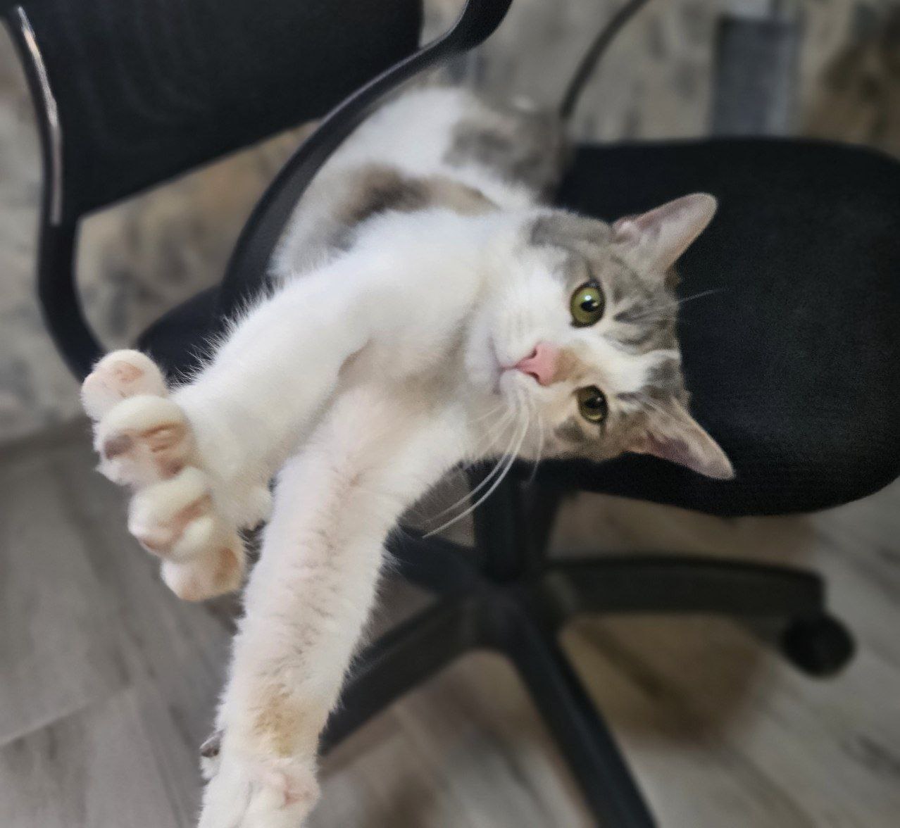 Котик Амур