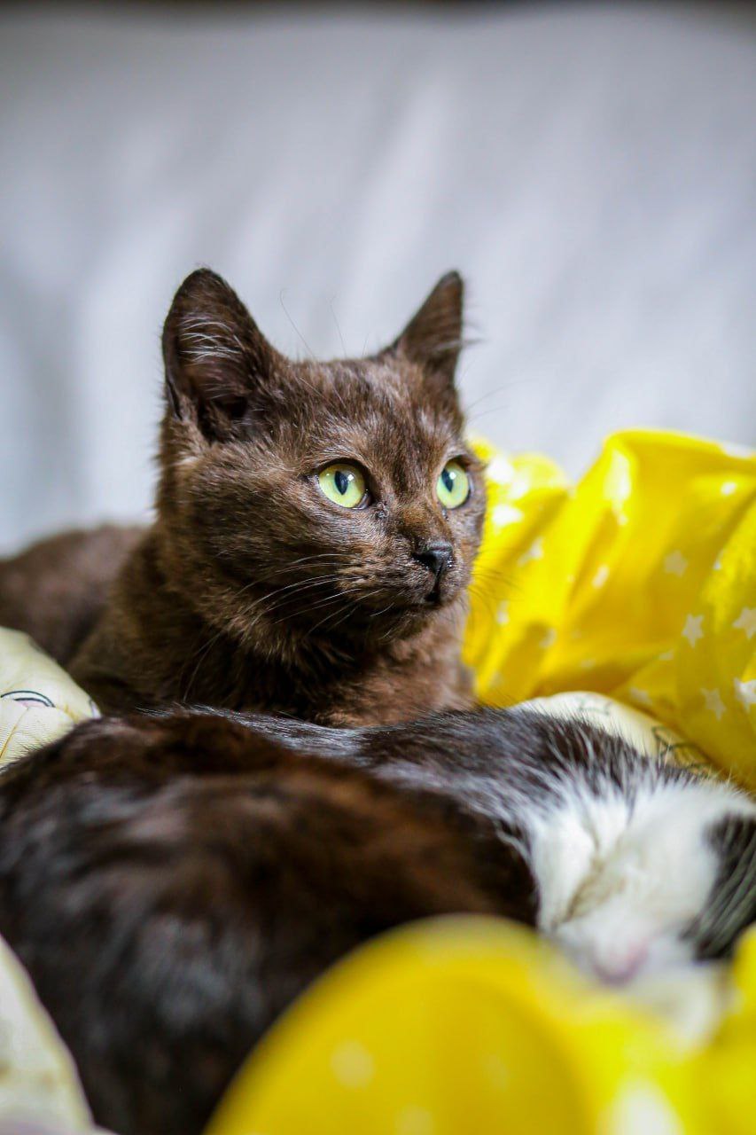 Кот Шоко