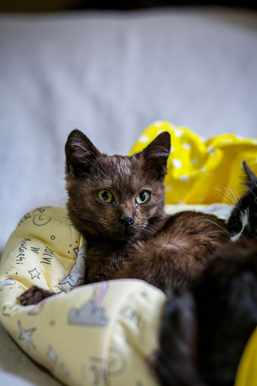 Кот Паша