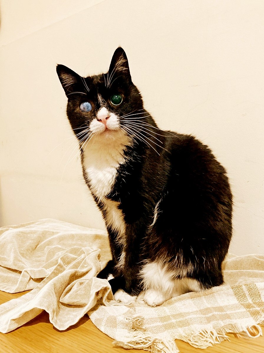 Нежный котик Стиви очень ждет понимающего друга!