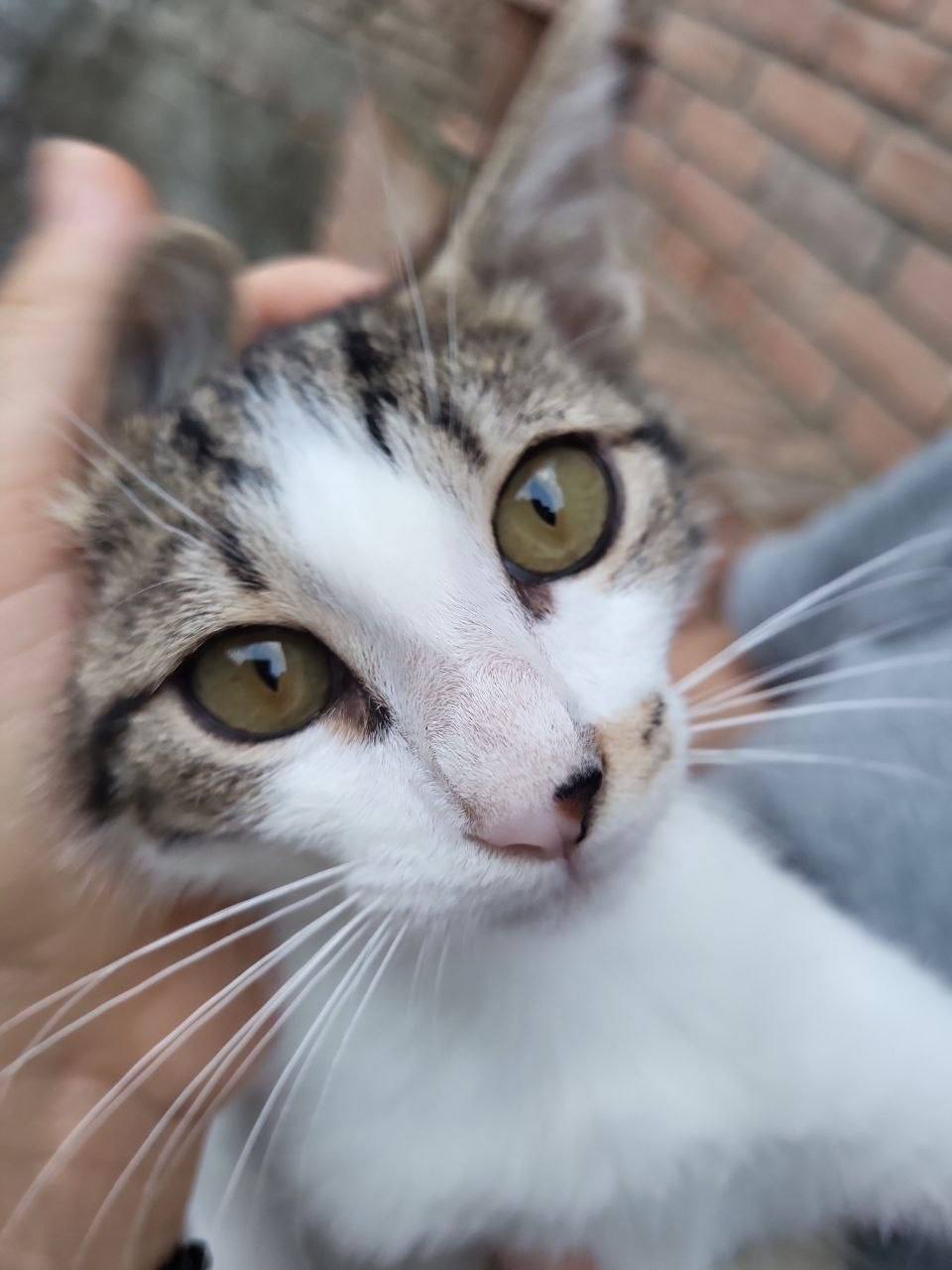 Котенок Космо
