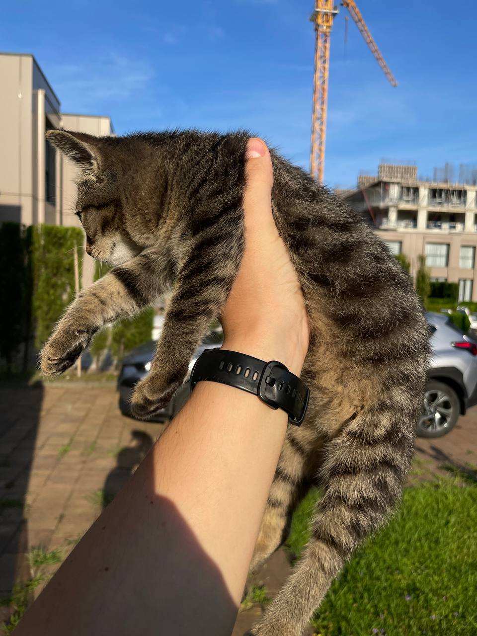 Котёнок тигровой расцветки