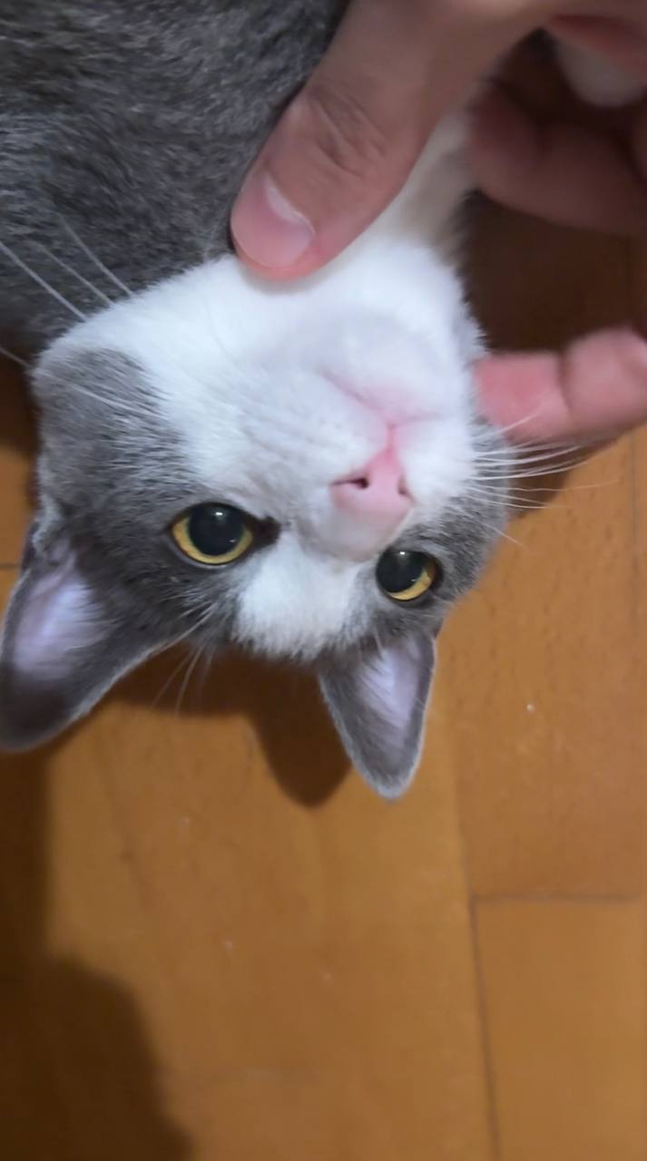 Котенок Вишня, 5 месяцев