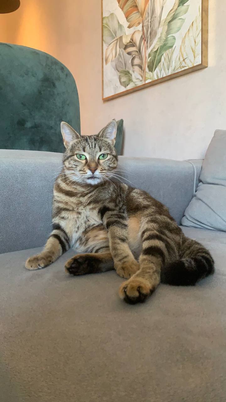 Кошечка Лилу в добрые руки