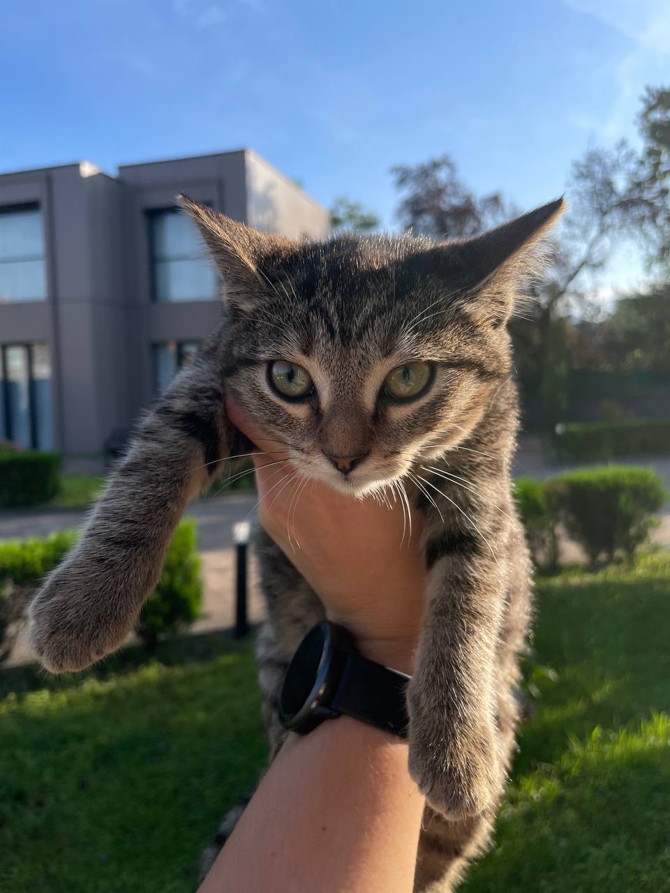 Котёнок тигровой расцветки