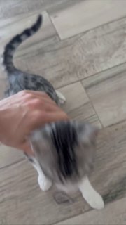 Котенок Лео