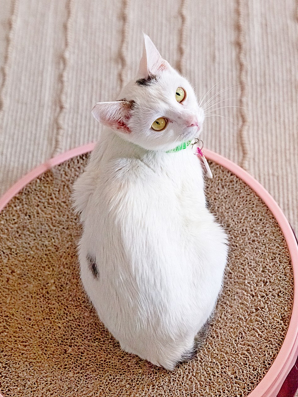 Кошка Тильда