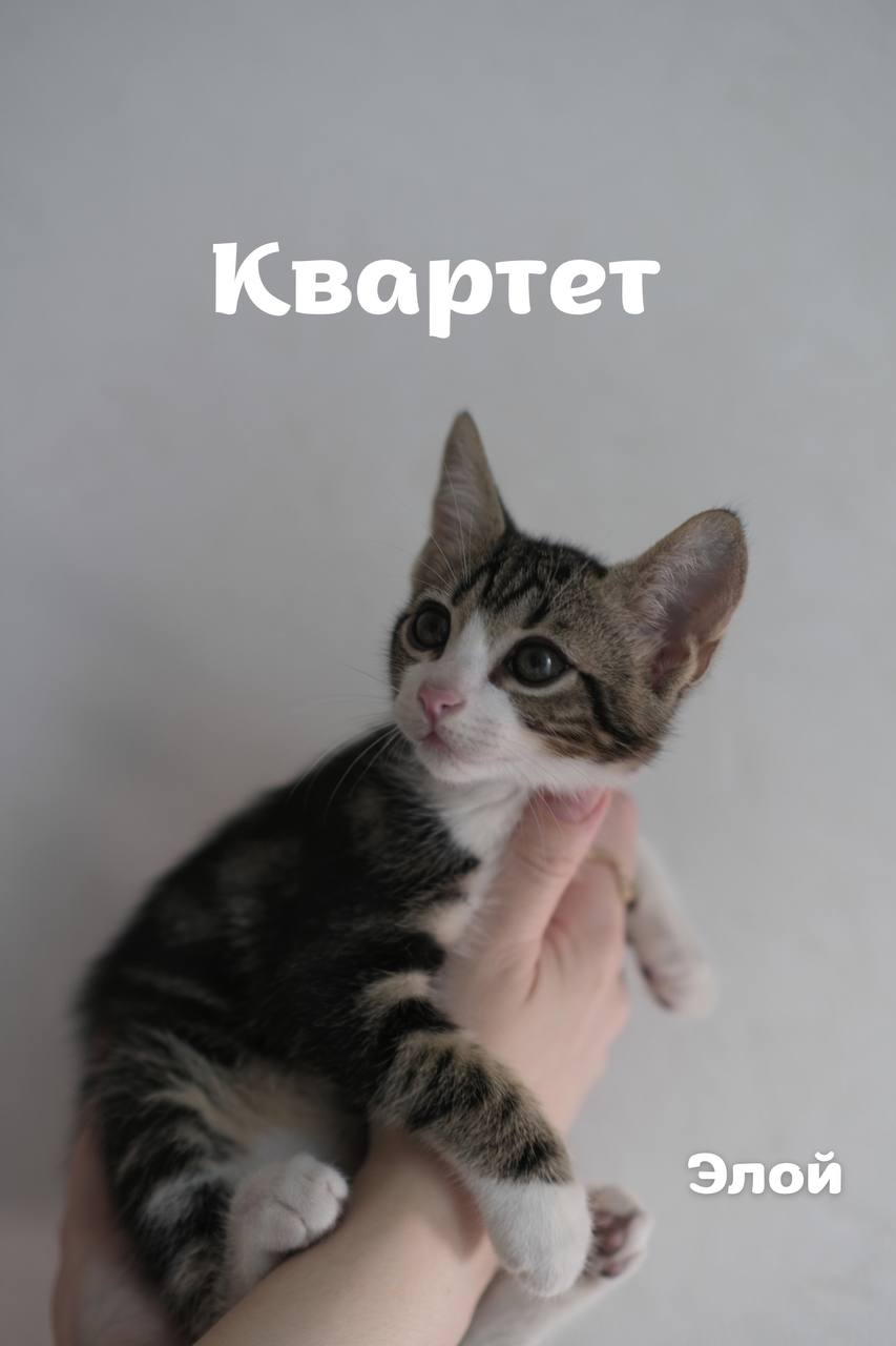 Котёнок Элой