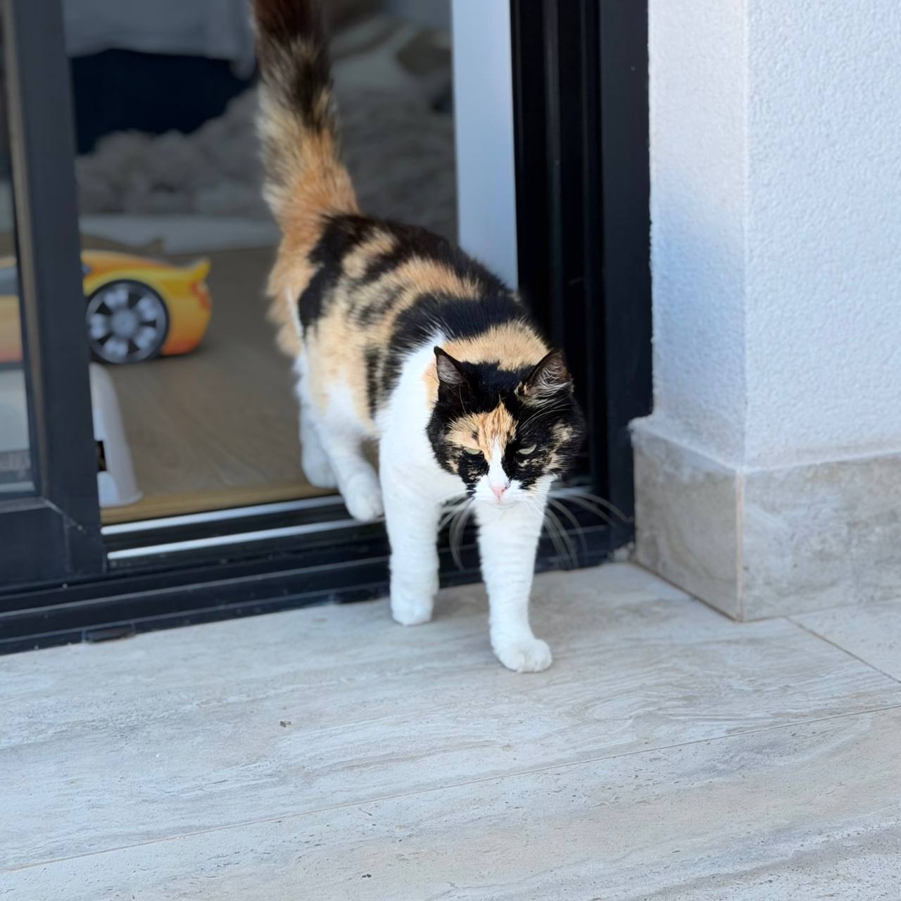 Египетская кошка