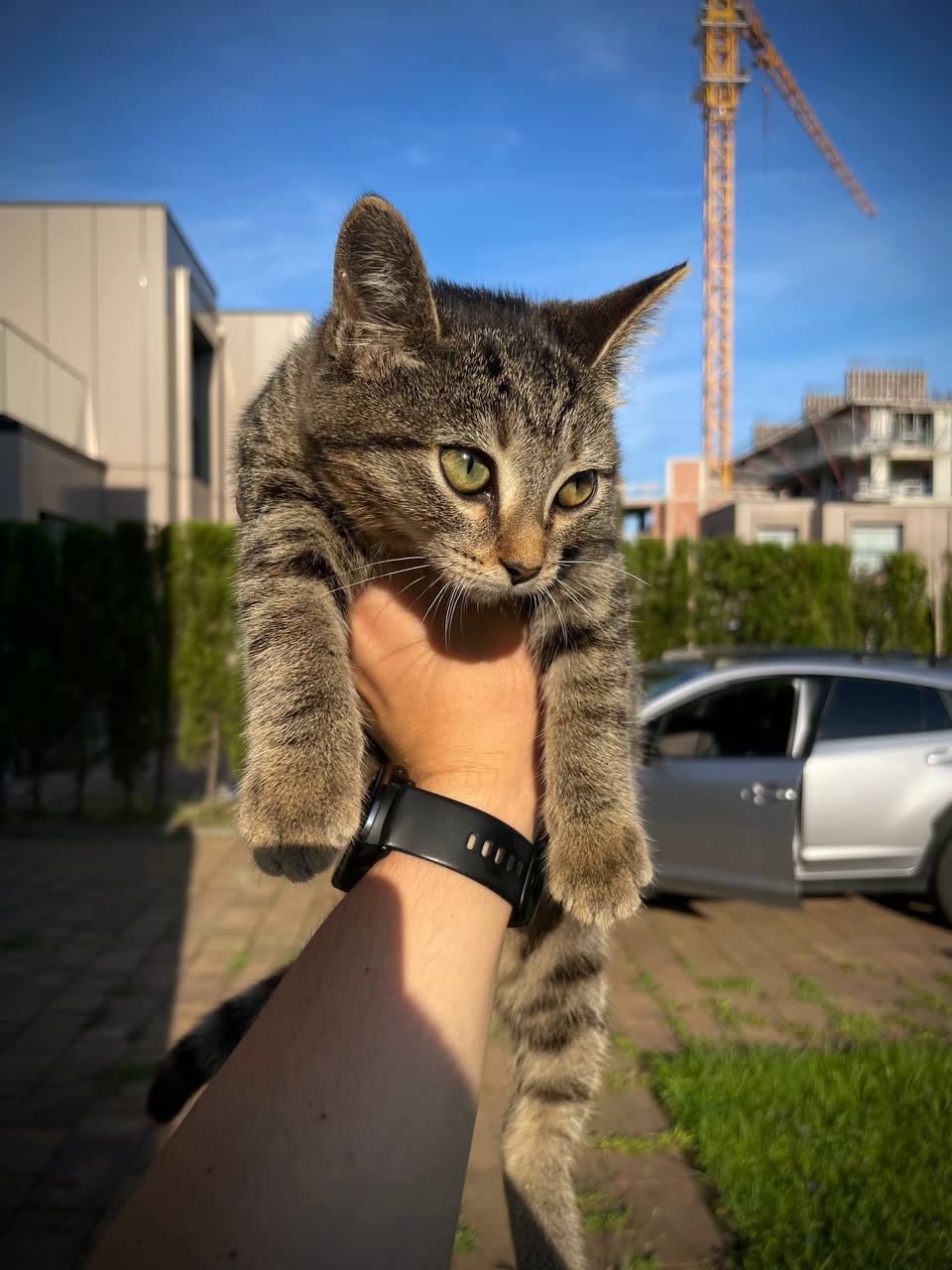 Котёнок тигровой расцветки