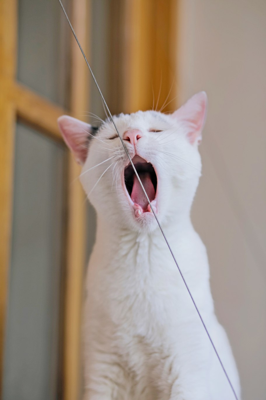 Котик Марлон в добрые руки
