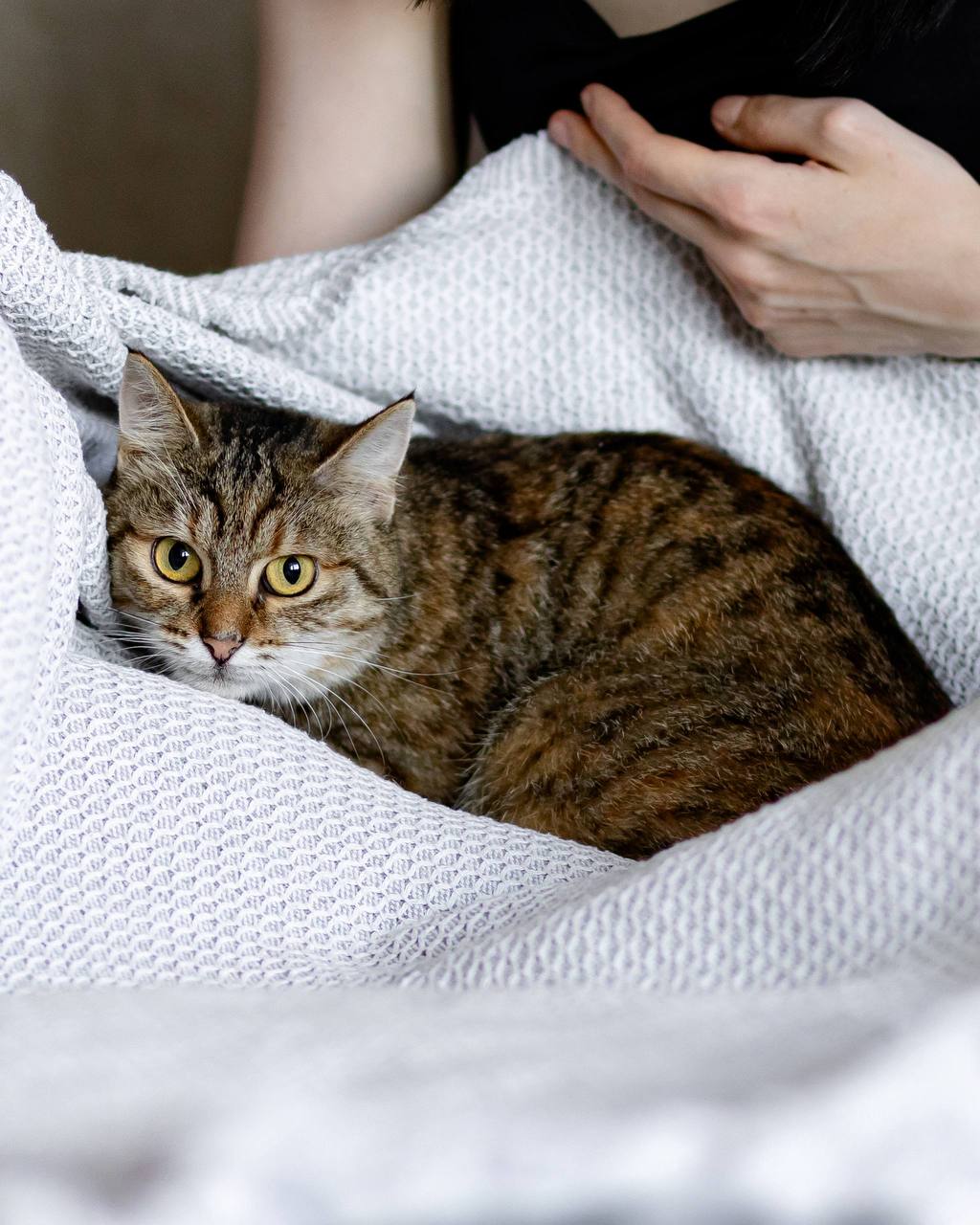 Кошка Асуми в добрые руки