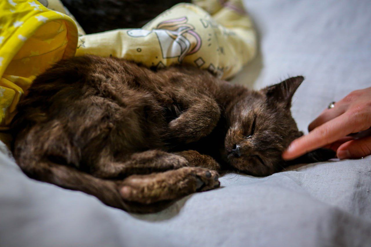 Котенок Шоко
