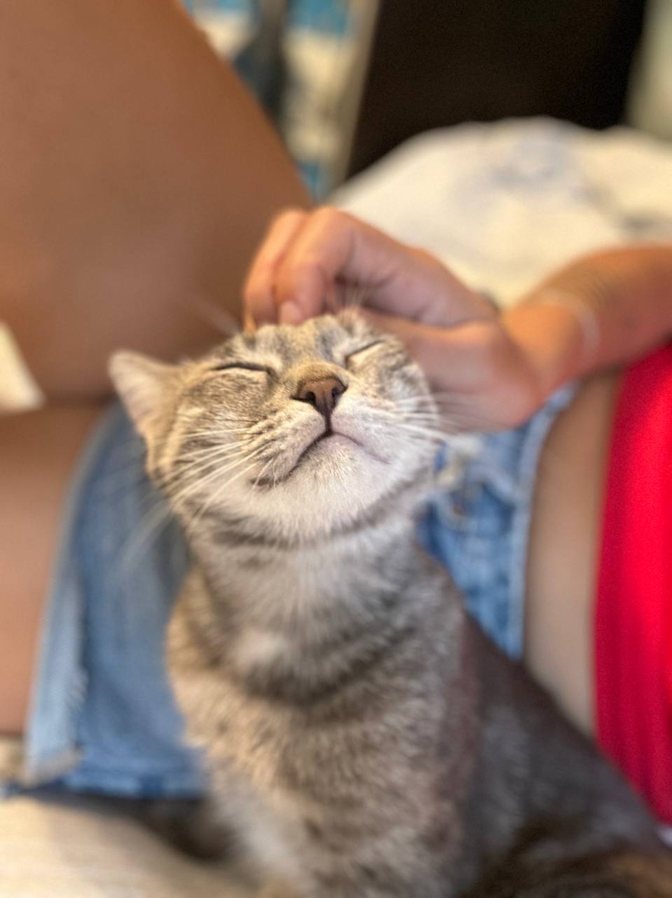 Кошка Смоки, 9 месяцев
