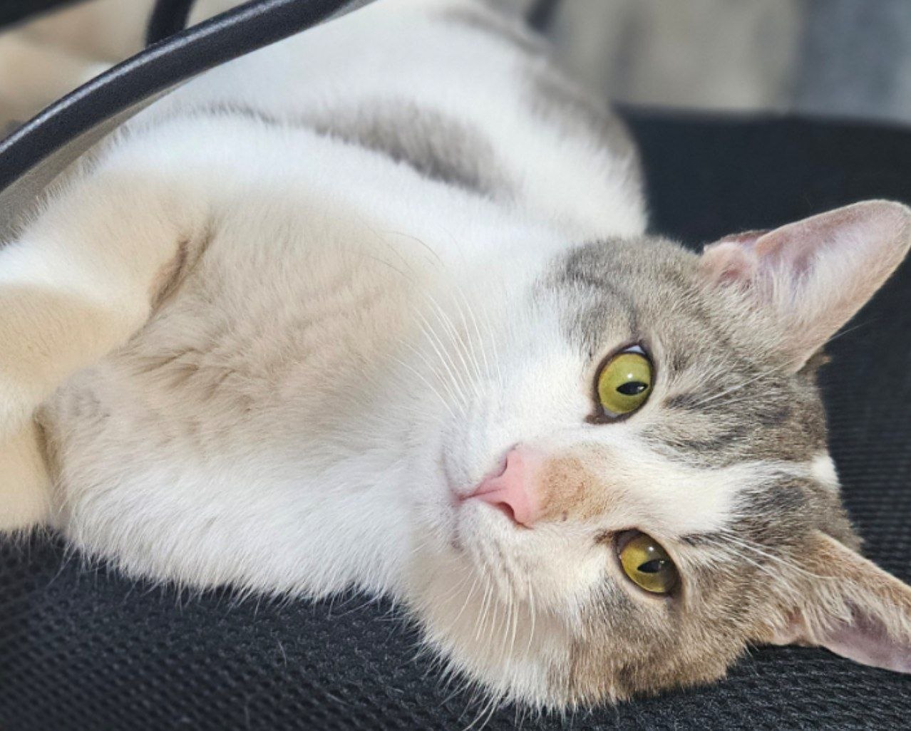Котик Гудини