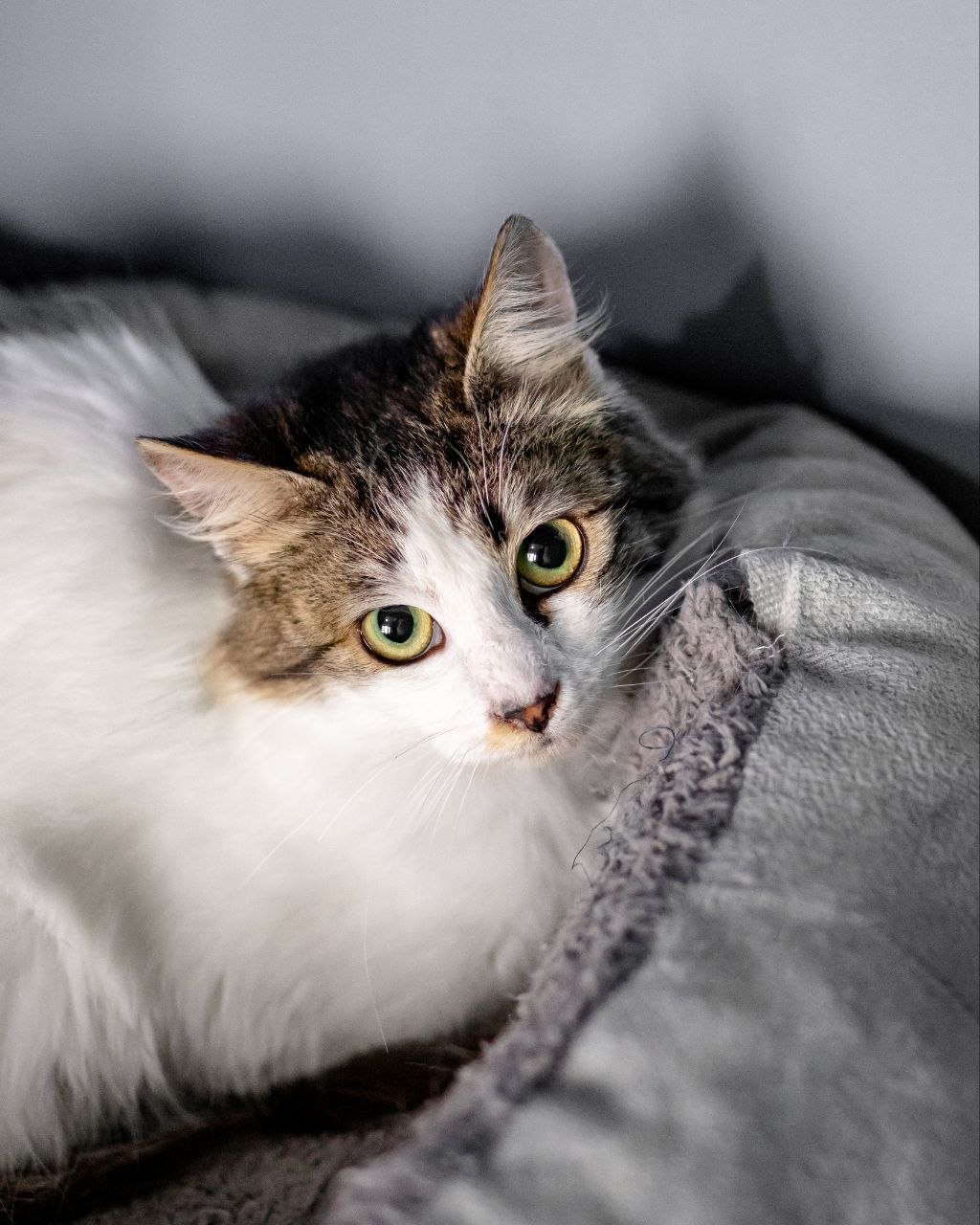 Кошка Лия