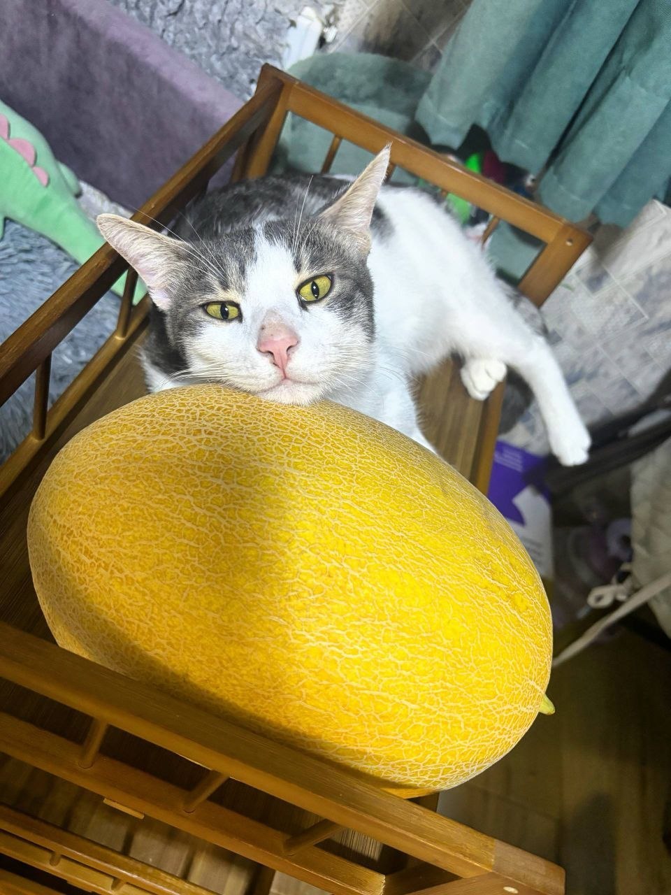 Амурчик - молодой котик