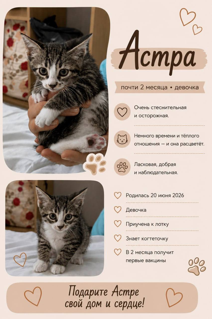 котята