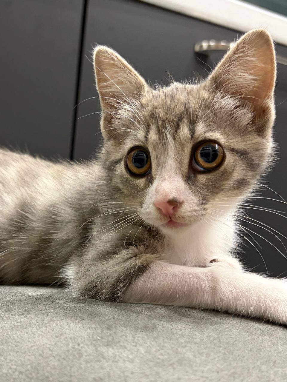 Кот