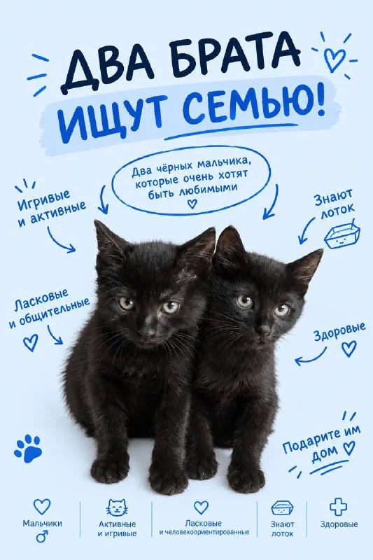 Два черных малыша