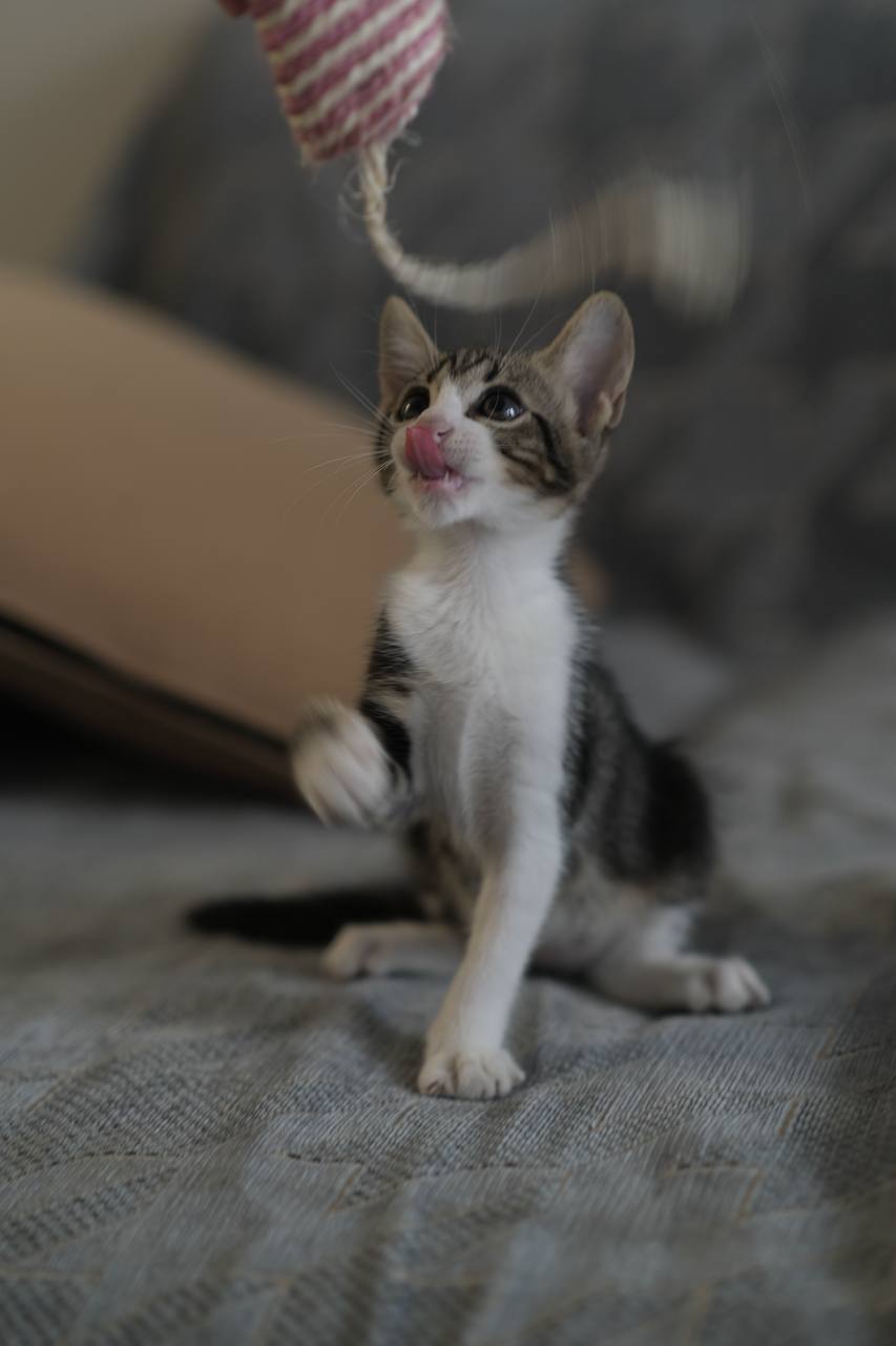 Котёнок Нота