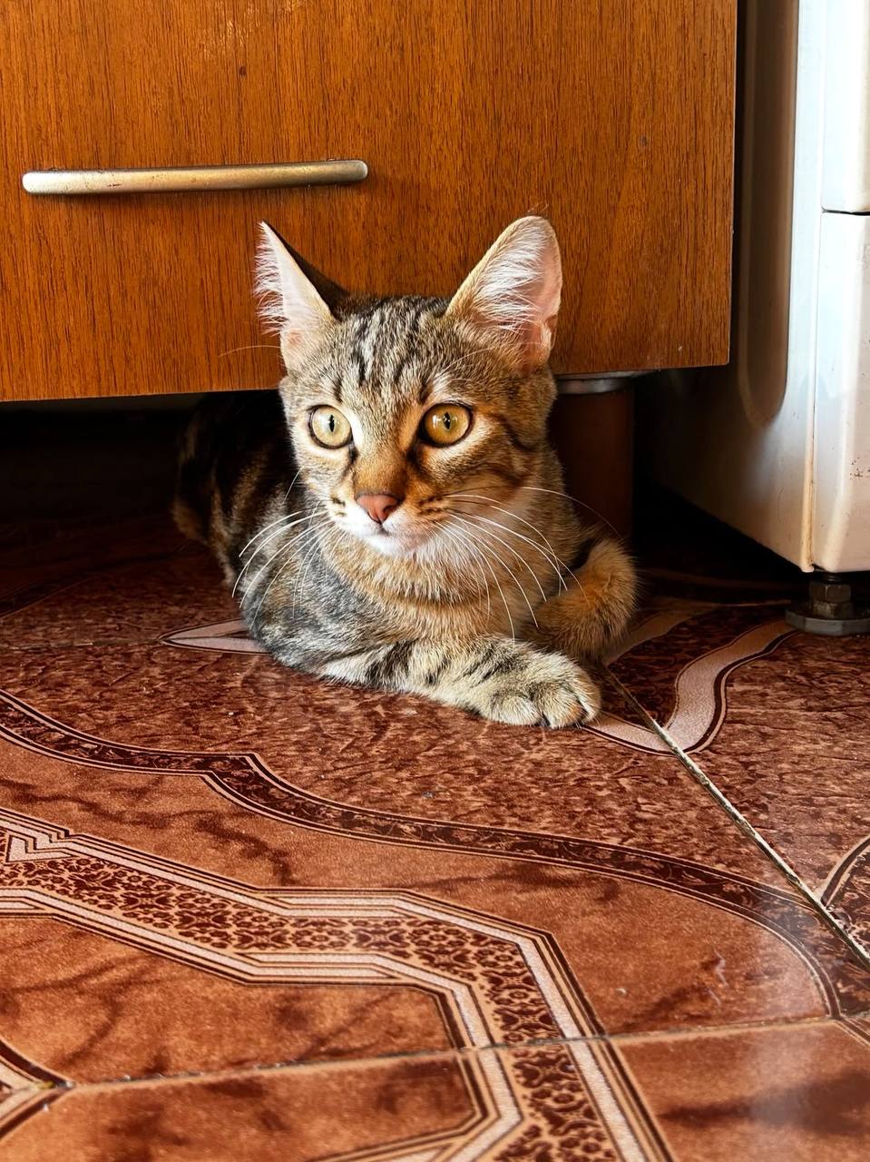 Котёнок Хлоя