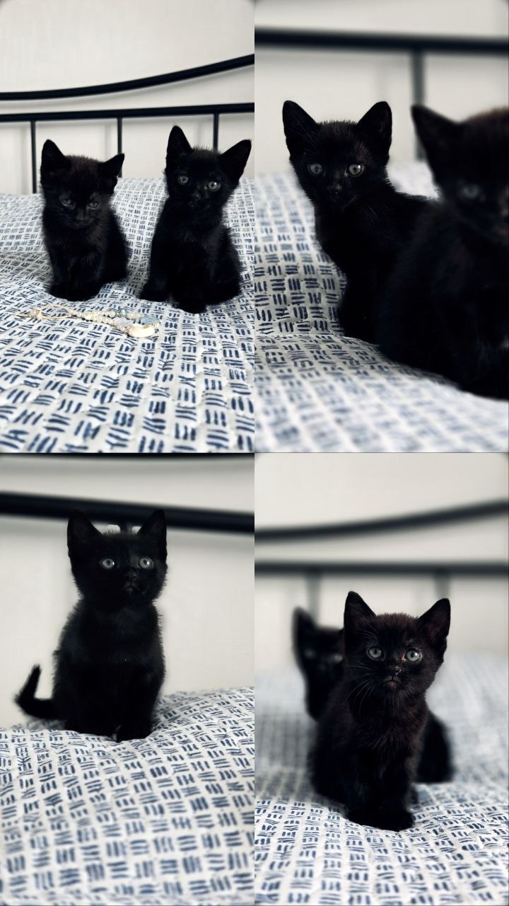 Котята (девочки)