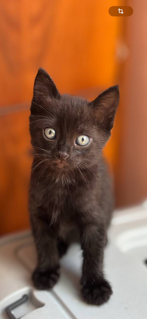 Котёнок египетской мау