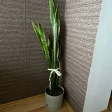 Растения (photo 1)