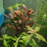 Комнатные растения (photo 2)