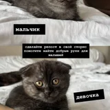 Британские котята (photo 3)
