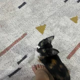 Котёнок в добрые руки (photo 5)
