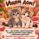 Котята в добрые руки (photo 4)
