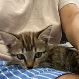 Котенок в добрые руки (photo 2)