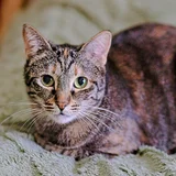 Кошка Фаня (photo 1)