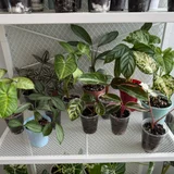 Коллекция комнатных растений и черенков (photo 2)