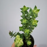 Суккуленты (photo 1)