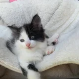 Котята в добрые руки (photo 1)