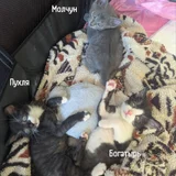 Котята в добрые руки (photo 3)