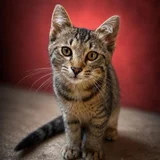 Котёнок Ричи (photo 1)