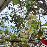 Уличные и балконные цветы в горшках (photo 2)
