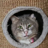 Кот Петрович в добрые руки (photo 1)