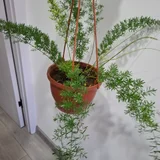 Аспарагусы разных видов (photo 1)