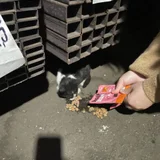 Котёнок в добрые руки (photo 2)