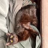 Котята Шоко и Паша в добрые руки (photo 1)