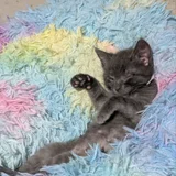 Котята в добрые руки (photo 9)