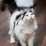 Персидская кошка (photo 2)
